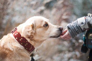 Dog-Friendly Dining Tips: How to Enjoy a Restaurant Meal with Your Dog