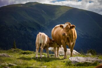 11 Notable Reasons to Opt for Farm-Fresh Meats for Your Family