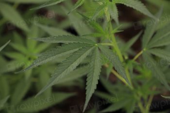 A Guide to Understanding Quality Differences in Cannabis Flower