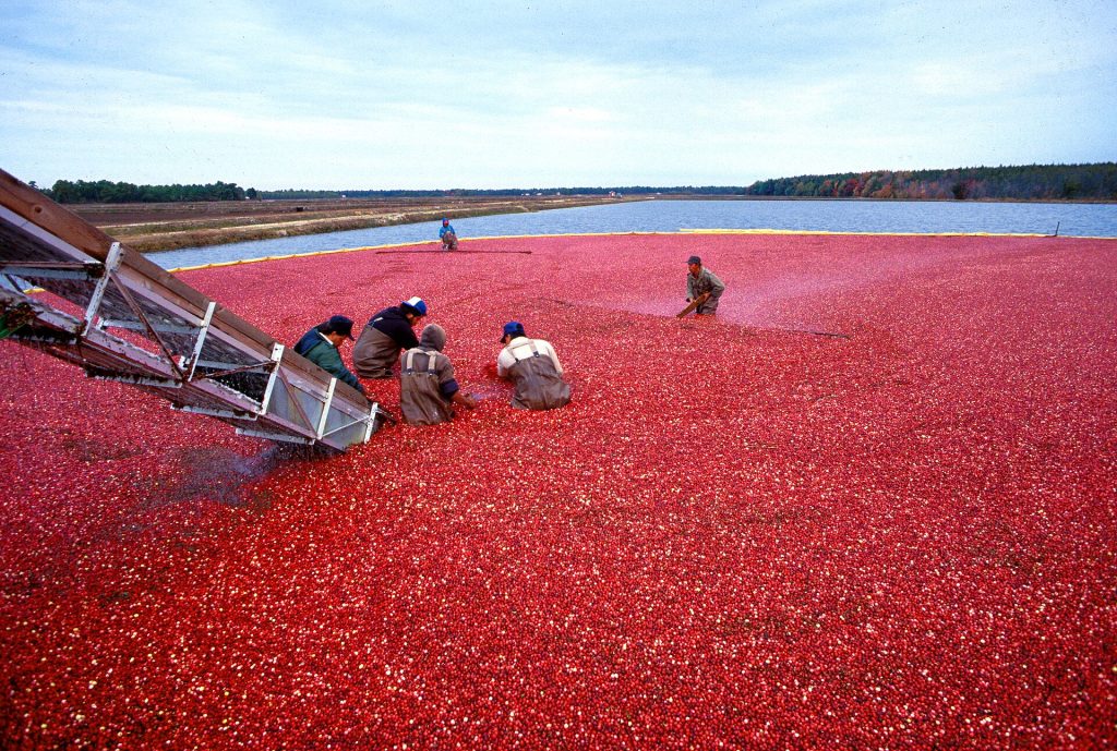 Floating red cranberries in a flooded bog at harvest