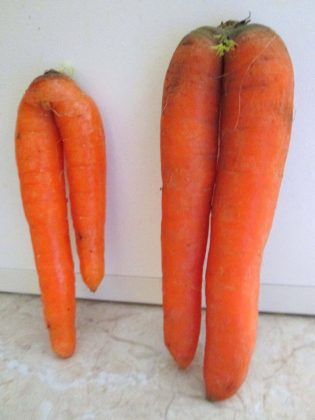 The Hidden Cost Of Cosmetic Standards In Fresh Produce
