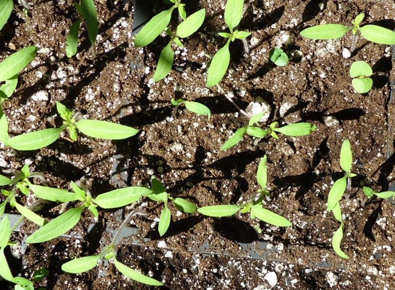 Tomato and basil seedlings growing in a seed tray